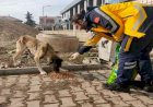 112 Personellerinden sokak hayvanlarına mama desteğ