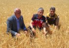 ‎Adıyaman’da ilk hububat hasadı arpa ile başladı