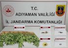 Jandarmadan uyuşturucu tacirlerine operasyon: 15 gözaltı  ‎