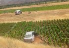 Malatya’da otomobil tütün tarlasına düştü: 3 yaralı