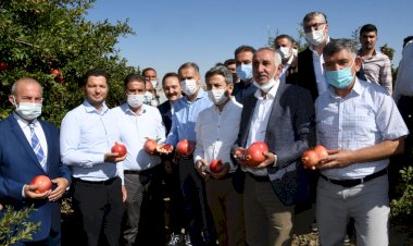 Samsat ’ta Nar Hasadı Başladı