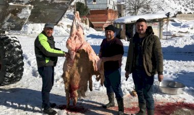 Kar yağışı nedeniyle Enes Ede şükür kurbanı kestirdi