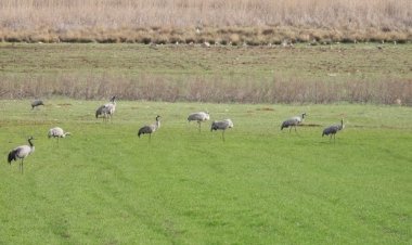 Binlerce göçmen kuş Gölbaşı’nda konakladı
