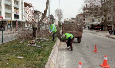 Gölbaşı ilçesinde ağaçlar budanıyor