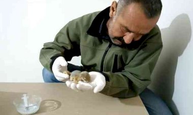 Annesi trafik kazasında ölen yavru sincaba şefkat eli