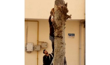 Ağaçta mahsur kalan kediyi esnaf kurtardı