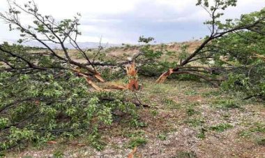 Yıldırım düşen ağaç parçalandı