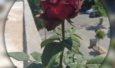 Gül Yetiştirmede Eski Evlerin Kışkırtıcı Cazibesi