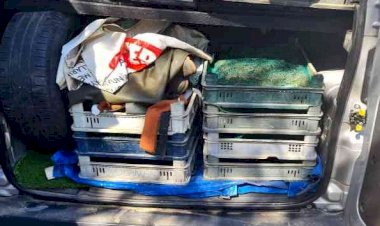 Kaçak kurbağa avcılarına 110 bin TL ceza