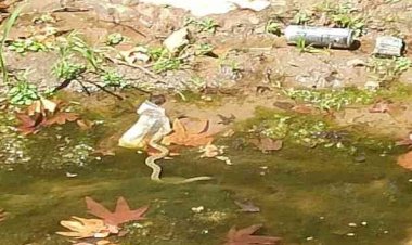 Yemişen Deresindeki yılanlar paniğe neden oluyor