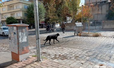 Sokak Köpekleri, Çocuklar ve Göz Yaşları