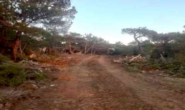 Ormanda yeni emniyet yolları açılıyor