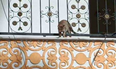 Hasarlı binada kurtarılmak istenen kedi atlayarak kaçtı