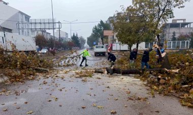 Rüzgar nedeniyle devrilmek üzere olan ağaç korkuttu