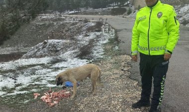 Trafik polisleri sokak hayvanlarını besledi