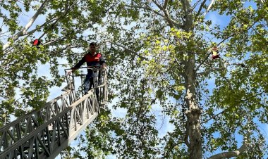 Gölbaşı’nda öğrenciler ağaç dallarına kuş yuvası astı