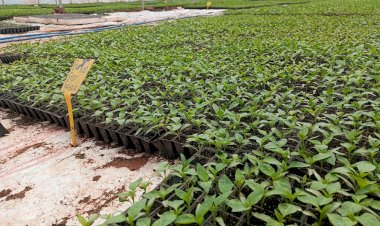 Mesk fidecilik dünyanın dört noktasında