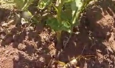 Gölbaşı’nda etçil çekirge görüldü