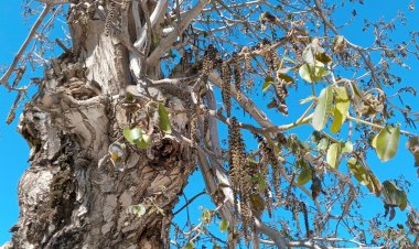 Gölbaşı'nda ağaçları don vurdu