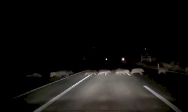 Domuzlara çarpmamak için karşı şeride geçti