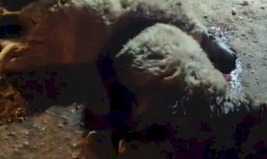 Tırın çarptığı 13 küçükbaş hayvan telef oldu ‎