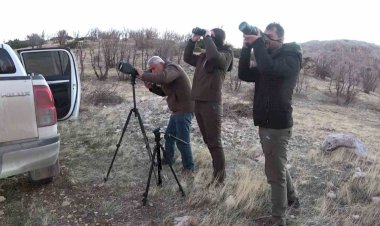 Adıyaman’da yaban keçileri tek tek sayılıyor