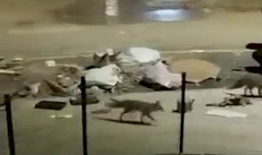 Aç kalan tilkiler yerleşim yerlerine indi