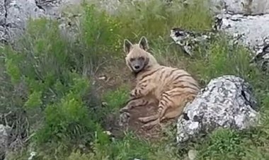 Gölbaşı ilçesinde nesli tükenmekte olan sırtlan görüldü
