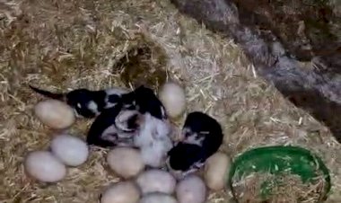 Tavuk ile kedi arasında