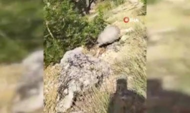 Dünyanın en korkusuz hayvanı bal porsuğunu tek darbeyle bayılttı