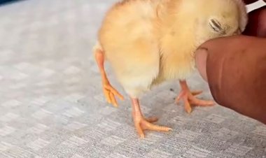 Gölbaşı’nda dört ayaklı civciv şaşırttı