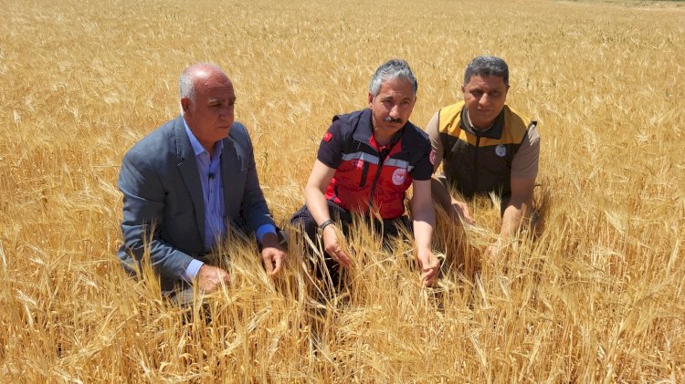 ‎Adıyaman’da ilk hububat hasadı arpa ile başladı