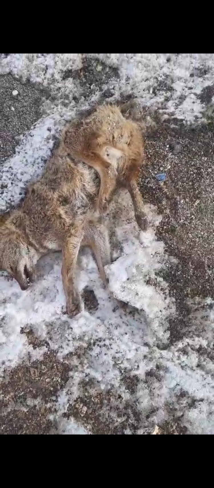 Aracın çarptığı kurt telef oldu