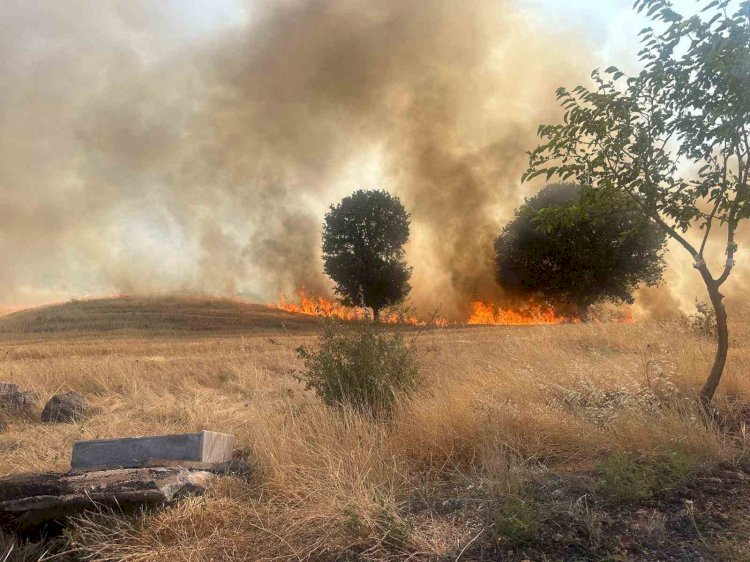 Trafo yangını ağaçlık alanı yok etti